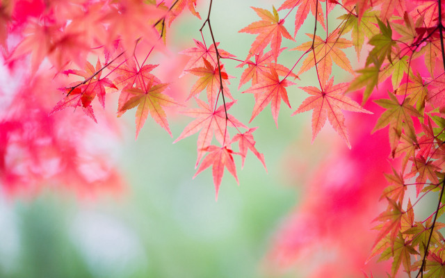 Red leaves autumn bamboo falling free wallpaper for desktop - medium preview image