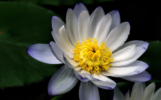 White yellow flower green leaves free wallpaper for desktop - medium preview image
