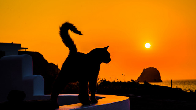 Cat ledge sunset silhouette mountain free wallpaper for desktop - medium preview image
