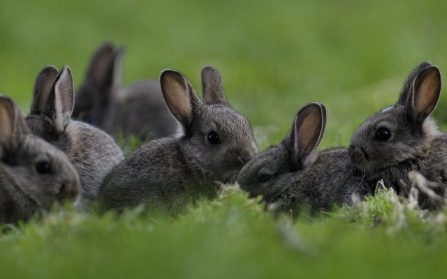 Rabbits grass group nature animals free wallpaper for desktop - medium preview image