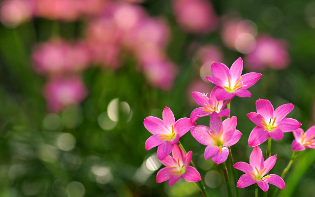 Pink flowers macro bokeh cherry free wallpaper for desktop - medium preview image