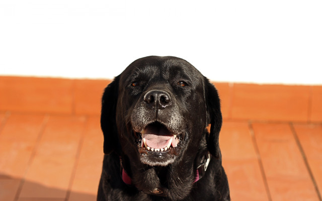 Black dog pink collar portrait free wallpaper for desktop - medium preview image