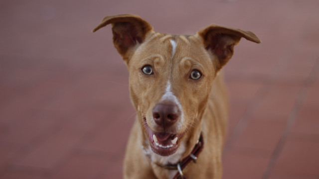 Brown dog white spot red free wallpaper for desktop - medium preview image