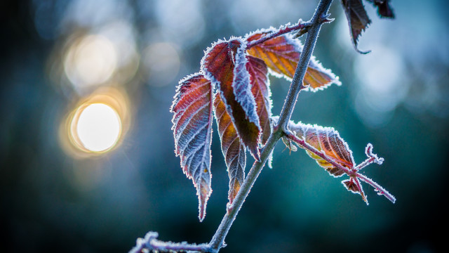 Frost leaf macro night moon free wallpaper for desktop - medium preview image