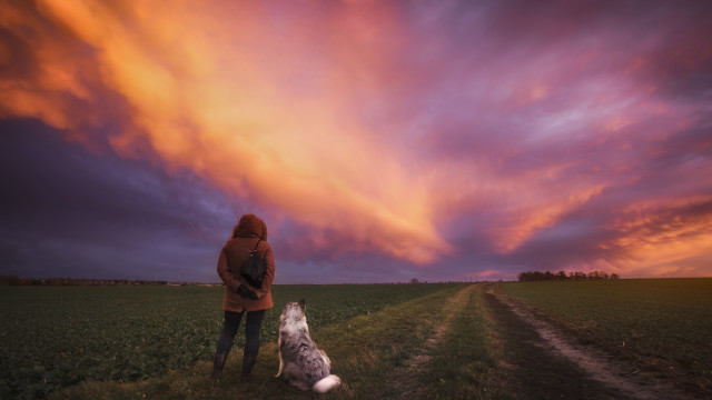 Woman dog field sunset colorful free wallpaper for desktop - medium preview image
