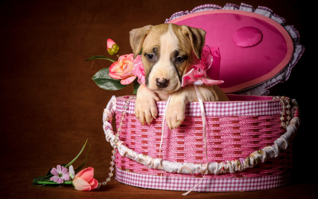Puppy pink basket flowers shoe free wallpaper for desktop - medium preview image