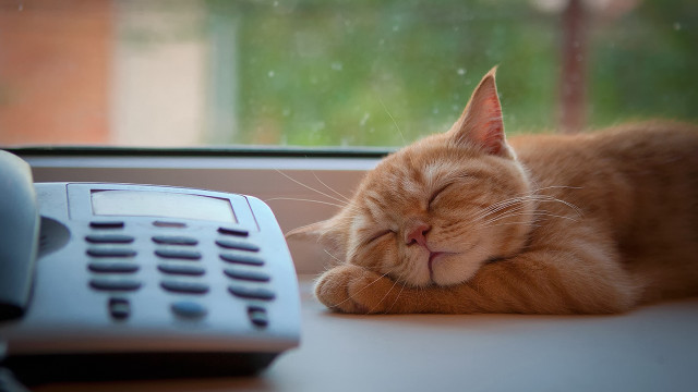 Cat shiba inu sleeping blurry free wallpaper for desktop - medium preview image