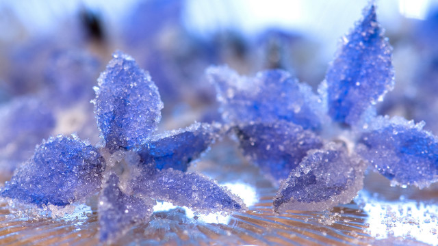Blue flower snow macro crystal free wallpaper for desktop - medium preview image