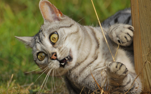 Cat open mouth paws post free wallpaper for desktop - medium preview image