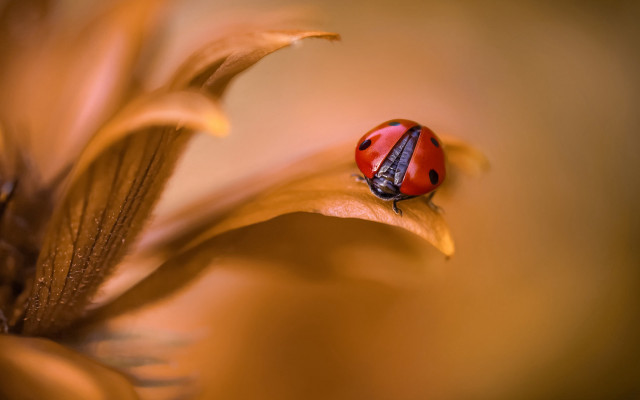 Ladybug flower macro photography blurry free wallpaper for desktop - medium preview image