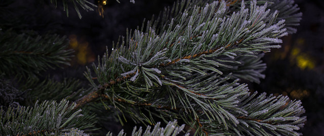 Pine snow needles yellow light free wallpaper for desktop - medium preview image