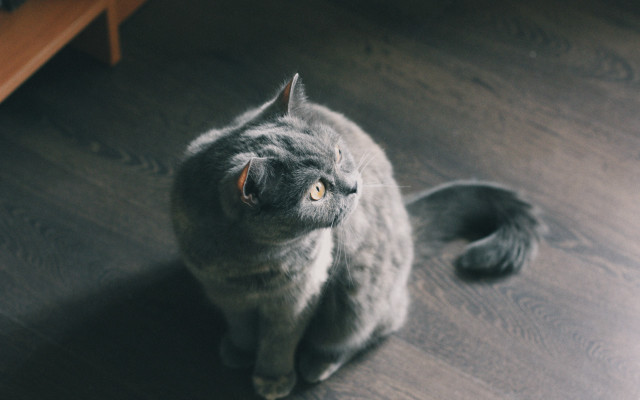 Curious cat sitting wooden floor free wallpaper for desktop - medium preview image