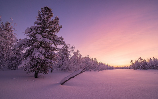 Snowy landscape tree purple sky free wallpaper for desktop - medium preview image