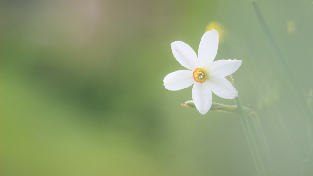 White flower yellow center green #3 free wallpaper for desktop - medium preview image