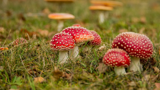 Mushrooms grass macro bokeh nature free wallpaper for desktop - medium preview image