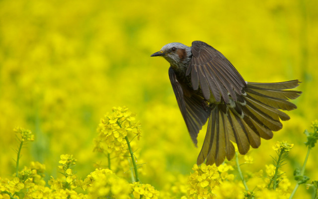 Bird flying over yellow flower free wallpaper for desktop - medium preview image