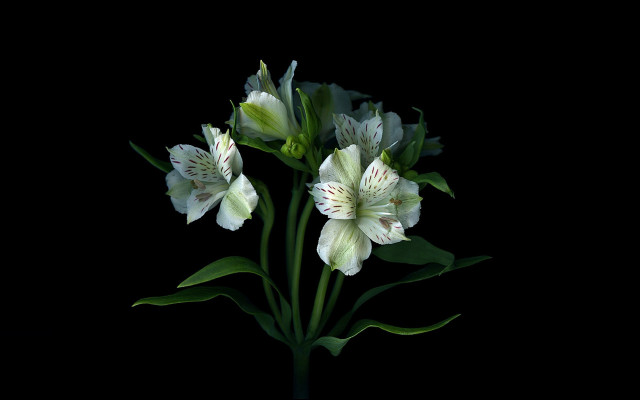 White flowers black background still free wallpaper for desktop - medium preview image