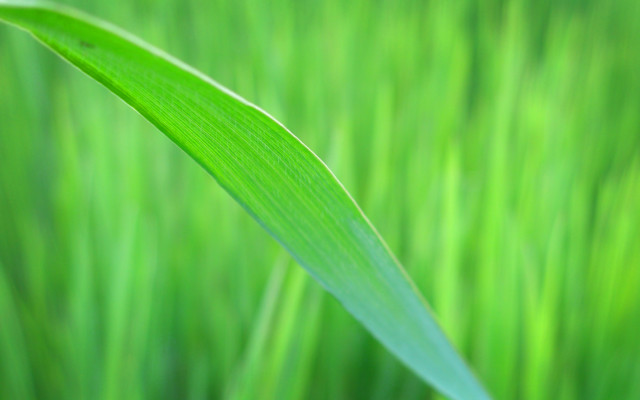 Green grass blurry background macro free wallpaper for desktop - medium preview image