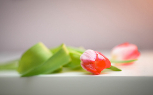Pink flowers tabletop blurry background free wallpaper for desktop - medium preview image