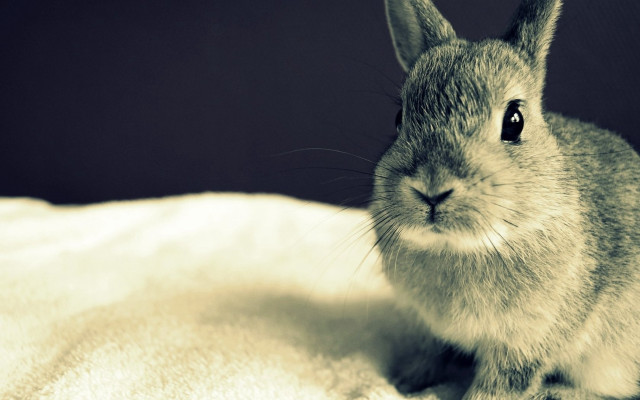 Small rabbit white blanket black free wallpaper for desktop - medium preview image