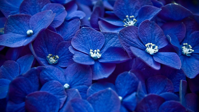 Blue flowers bouquet macro bug #2 free wallpaper for desktop - medium preview image