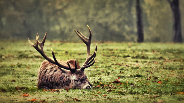 Deer laying field trees leaves free wallpaper for desktop - medium preview image