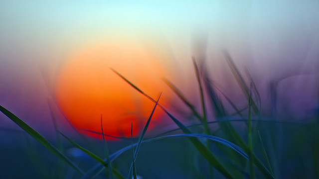 Blurry sunset grass microscopic plant free wallpaper for desktop - medium preview image