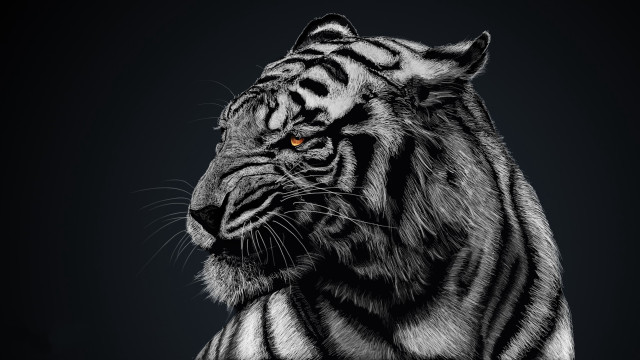 Tiger orange eyes black white free wallpaper for desktop - medium preview image