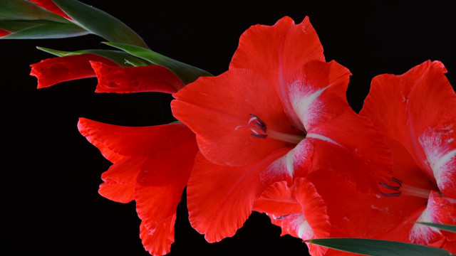 Red flower black background green free wallpaper for desktop - medium preview image