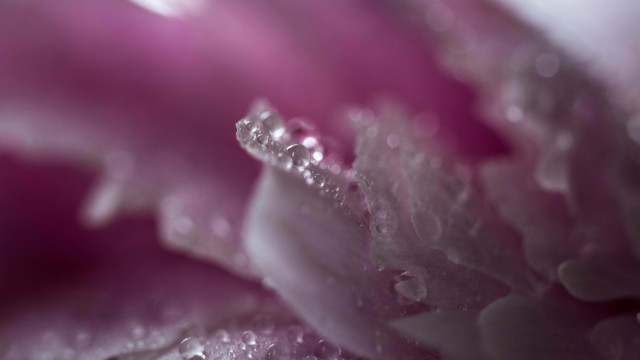 Flower water droplets macro art #2 free wallpaper for desktop - medium preview image