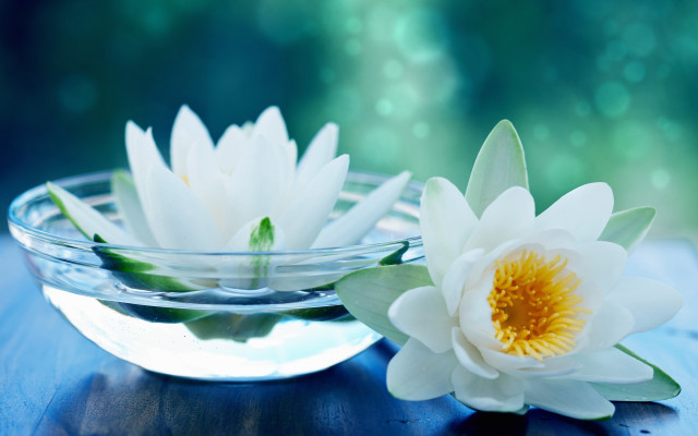 Bowl water flower tabletop blurry free wallpaper for desktop - medium preview image