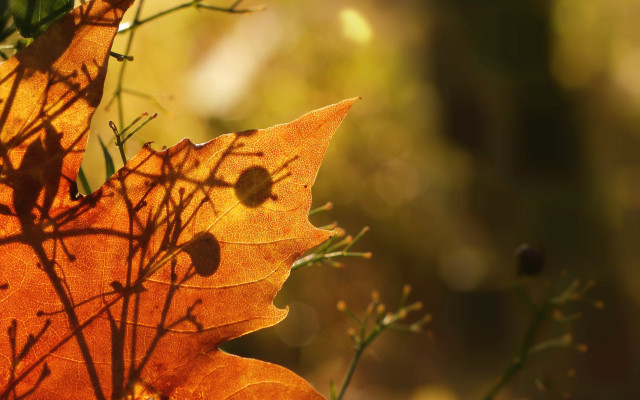 Leaf sunlight autumn blurry background free wallpaper for desktop - medium preview image