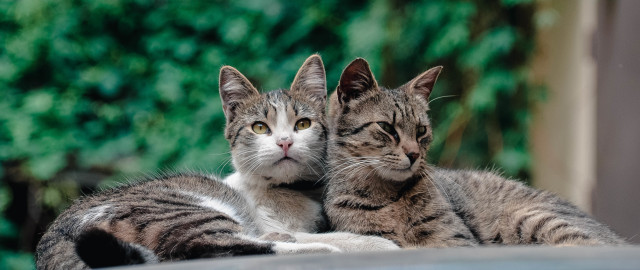 Cats table neoplasticism animal photography free wallpaper for desktop - medium preview image