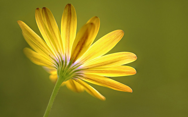 Yellow flower green background macro #3 free wallpaper for desktop - medium preview image
