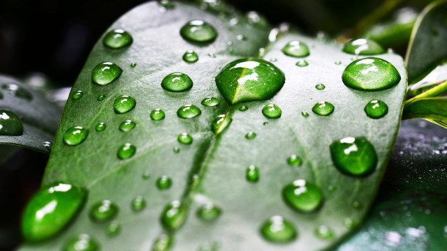 Leaf water drops bokeh green free wallpaper for desktop - medium preview image