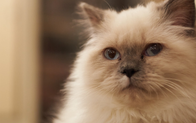 White cat blue eyes blurry #9 free wallpaper for desktop - medium preview image