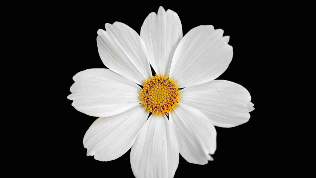 White flower yellow center black free wallpaper for desktop - medium preview image