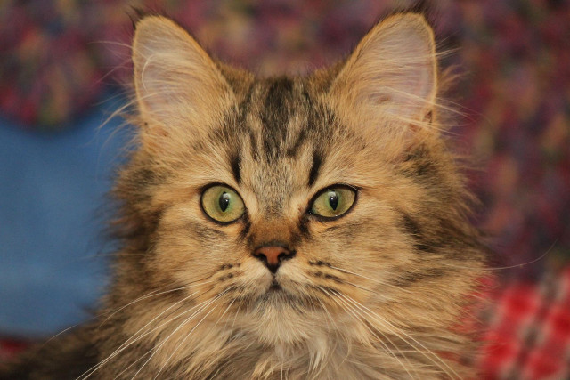 Green eyed cat impressionism blurry free wallpaper for desktop - medium preview image