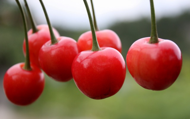 Cherry hanging branch garden blurry free wallpaper for desktop - medium preview image