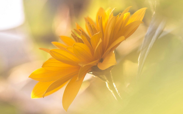 Yellow flower sunset outdoors macro free wallpaper for desktop - medium preview image