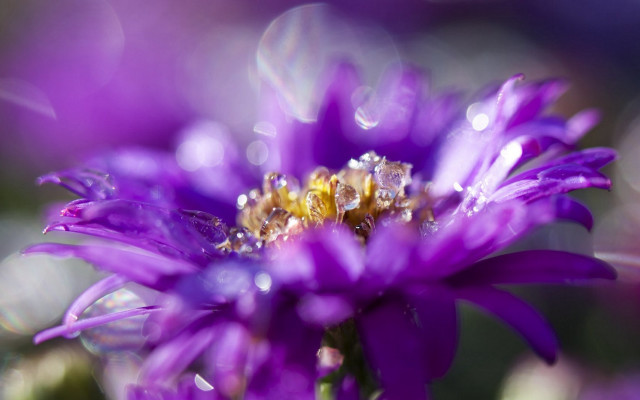 Purple flower water droplets bee free wallpaper for desktop - medium preview image