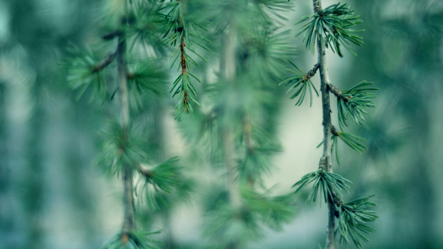 Pine needle branch blurry background #3 free wallpaper for desktop - medium preview image