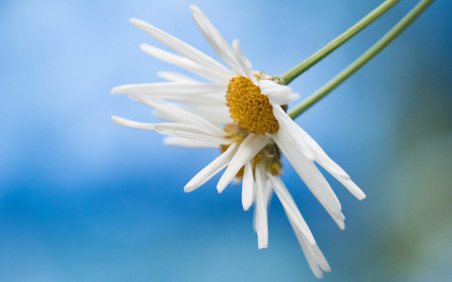 White flower yellow center blue #4 free wallpaper for desktop - medium preview image