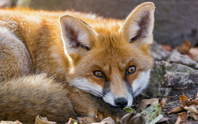 Fox leaves closeup furry photorealistic free wallpaper for desktop - medium preview image