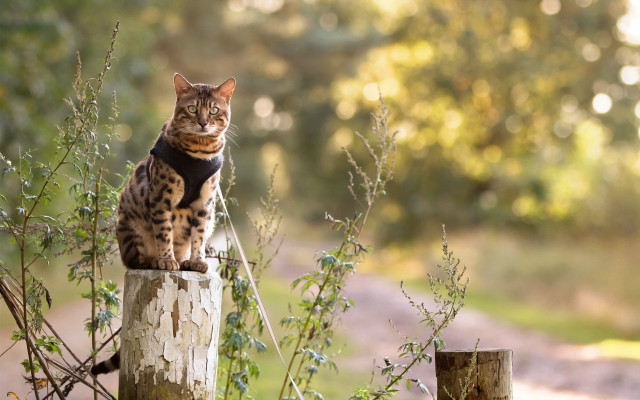 Cat wooden post woods road free wallpaper for desktop - medium preview image