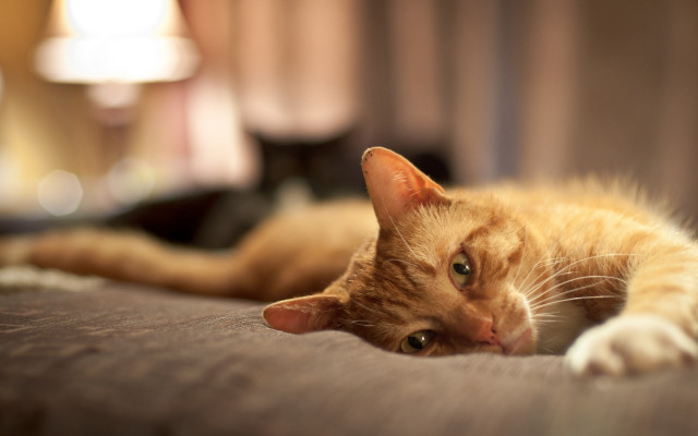 Cat bed lamp wall blurry free wallpaper for desktop - medium preview image