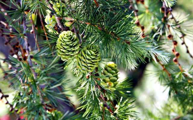 Pine tree cones needles nature free wallpaper for desktop - medium preview image