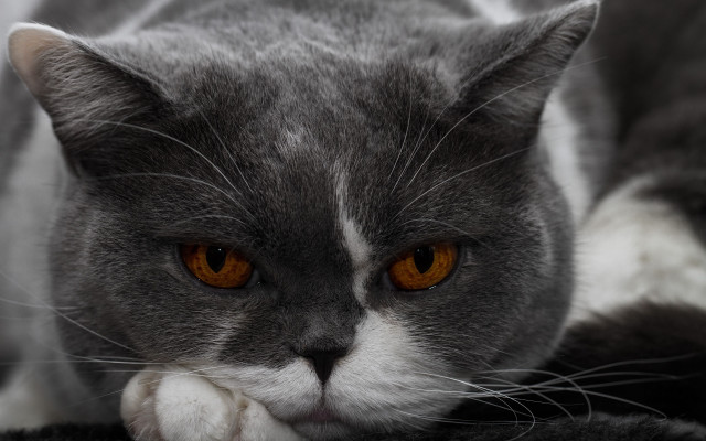 Gray white cat orange eyes free wallpaper for desktop - medium preview image