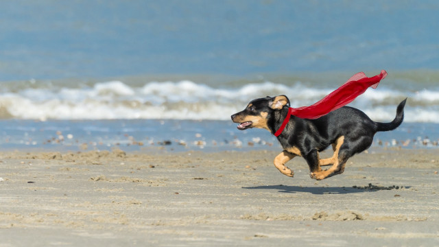 Dog beach superhero frisbee outdoors free wallpaper for desktop - medium preview image