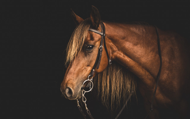 Brown horse bridle black background free wallpaper for desktop - medium preview image
